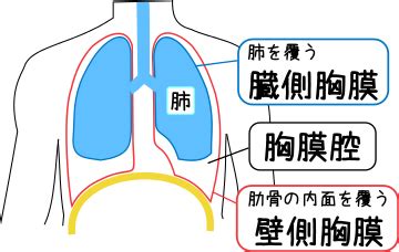 胸部位置|胸腔と肺の構造 